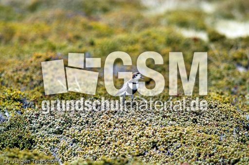 Sandregenpfeifer (2 von 2).jpg